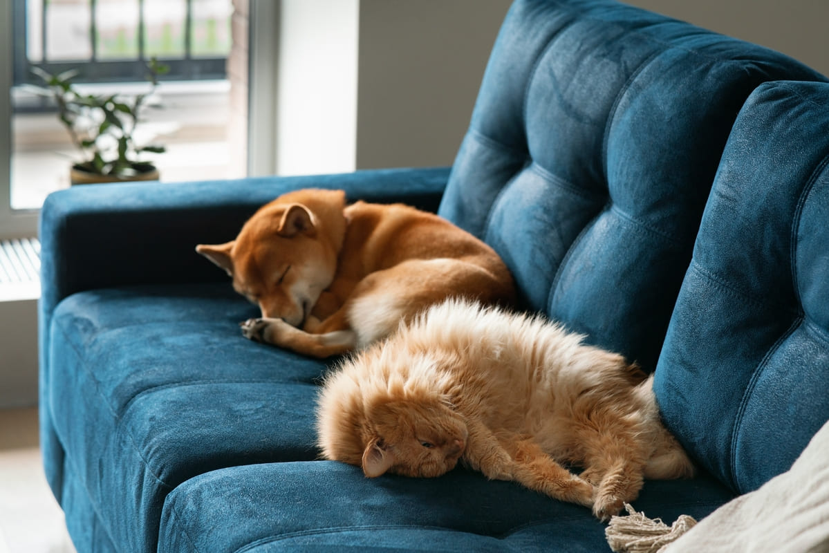 repos des animaux